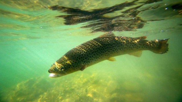 A Brown Trout in Lake Eildon.