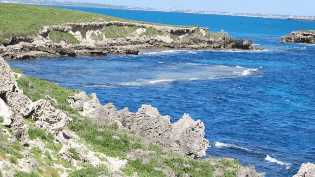 Carnac Island is well known for its local seal population.