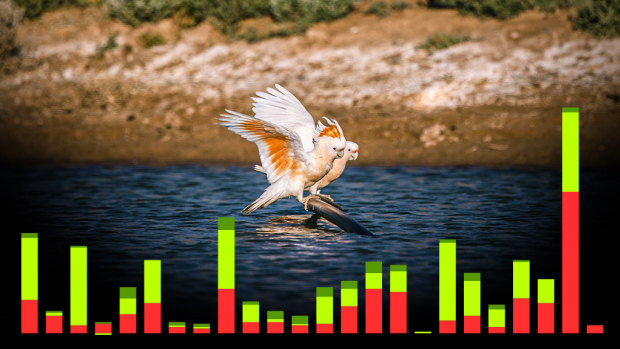 The pink cockatoo is among 144 animals, plants and ecological communities added to the threatened species list last year.