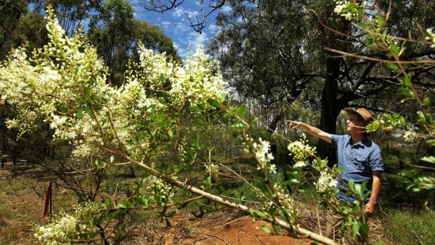 Brett Summerell  in the Cumberland Plain woodland of which approx only 6 per cent  still remains.