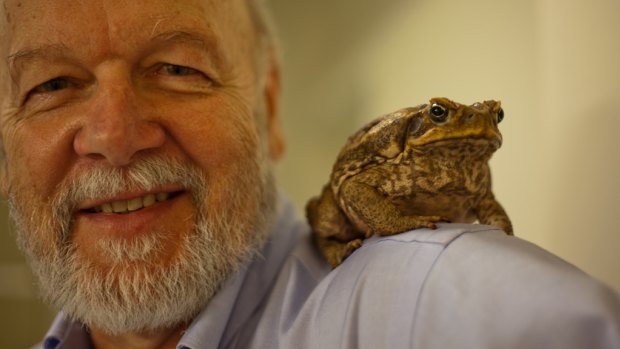 Emeritus professor Rick Shine, pictured, and his colleague Dr Chris Friesen have reported on the size of cane toad testes.