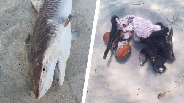 A Tiger Shark was found dead at Port Beach in Fremantle, while further south, dead pigs were being used as shark bait in Shoalwater. 