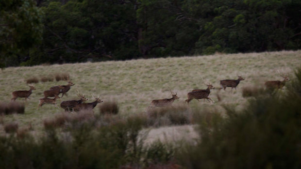 Agriculture Minister Adam Marshall said landholders were fighting feral animals with one hand tied behind their back.