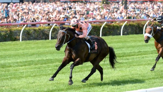 A-League hopeful Team 11 may well have a champion in Black Caviar.