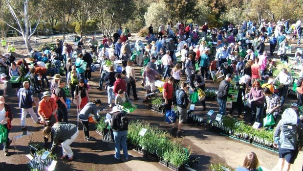 A scene from the very popular native plant sale at the Australian National Botanic Gardens in 2009.