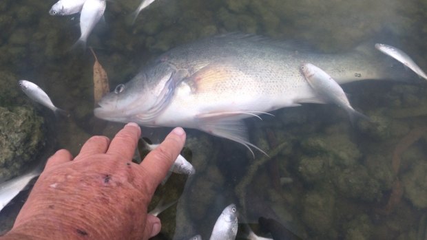 Perch are among the fish to have been killed in the Murrumbidgee fish kill. The image was taken at the site of another event this week at Menindee on the Darling River.