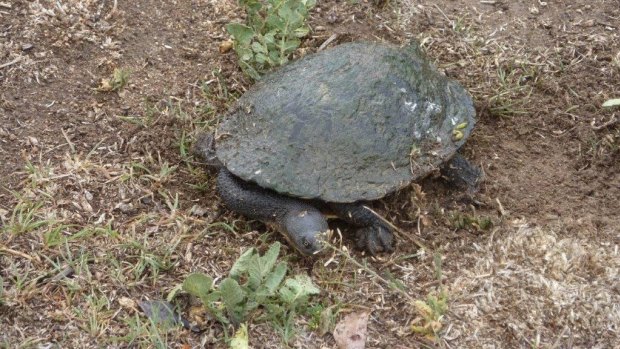 One of the turtles Celia Kneen has found on the block at Holder and which she says she is helping to protect.