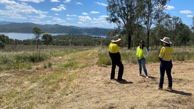 About 153,000 trees will be planted on cleared land at Lake Wivenhoe to restore koala habitat.