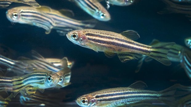 UQ researchers have used zebrafish to gain insight into why some people with autism and other conditions are sensitive to sound.