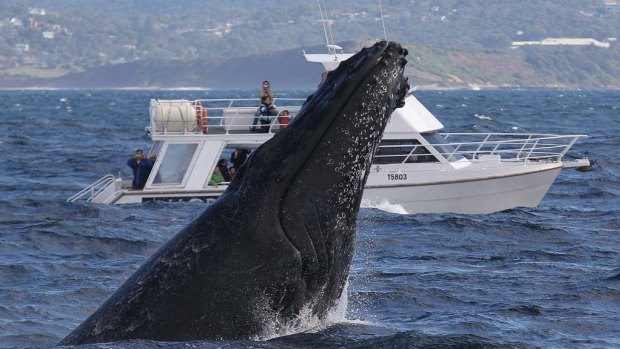 Humpback whales will go quiet if confronted with loud or confusing noise such as that produced by boats.