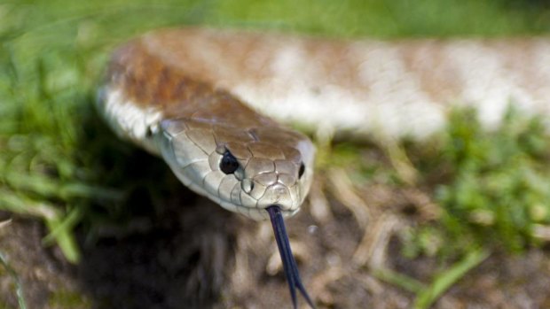 I called Snakebusters and let the professionals deal with what Google tells me is the third most dangerous snake in Australia.