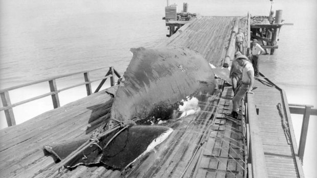 A humpback whale is winched up the slipway to the flensing deck at Tangalooma in November 1954.