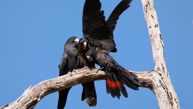 Black cockatoo numbers were stable this year.