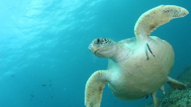 A healthy green sea turtle is cleaned by a cleaner wrasse after enjoying a meal of jellyfish.