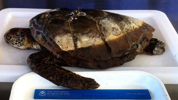This juvenile green sea turtle died after eating 13 pieces of single-use shopping bags, balloons and lolly wrappers.  
