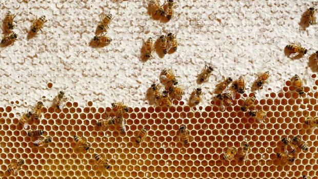 The New Zealand government is backing a campaign by Kiwi beekeepers to prevent Australian rivals using the word "manuka".