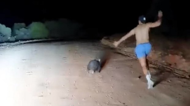 The video of the man stoning a wombat was posted to the Wombat Awareness Organisation's Facebook page.