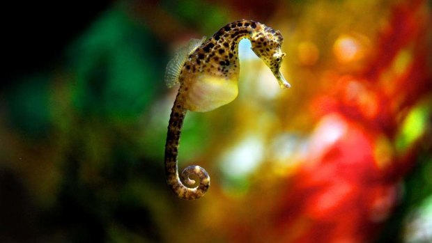 Male seahorses carry their offspring in a pouch.