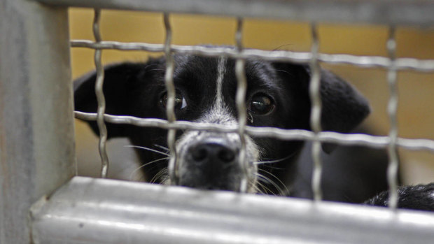 An animal rescue volunteer says her organisation still wants to work with Bourke Shire to keep rehoming dogs.