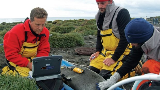 Former Australian Antarctic Division director Nick Gales (left) with other scientists tagging a seal on Heard Island.