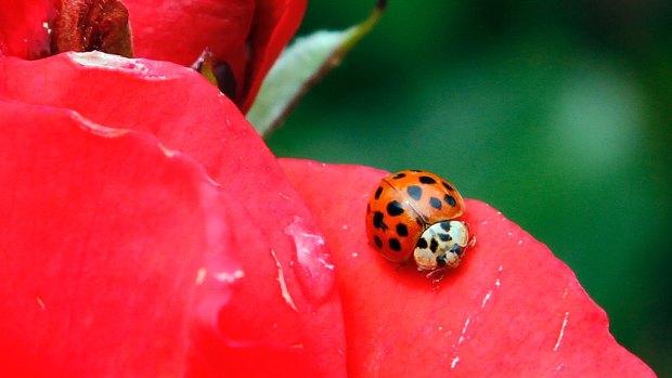 The ladybug or ladybird beetle, rests on the petals of a rose in Portland, Oregon. Their numbers are declining. A study estimates a 14 percent 