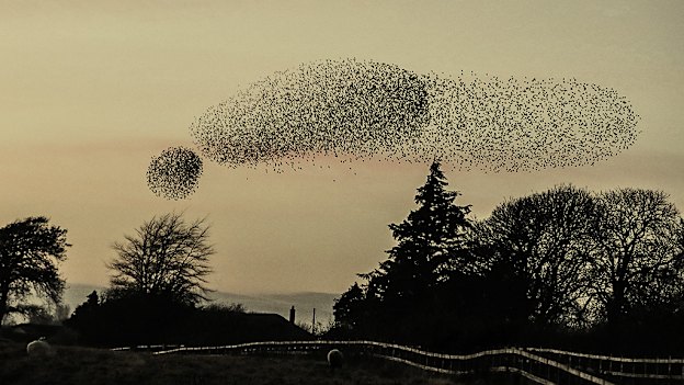 Starlings at Gretna Green in 2016.