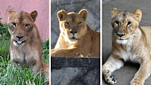 The three lions which died at Tama Zoological Park.