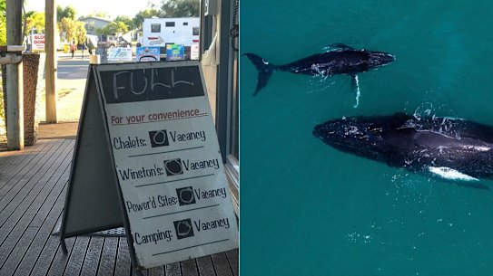 Exmouth humpbacks ecotourism caravan parks full