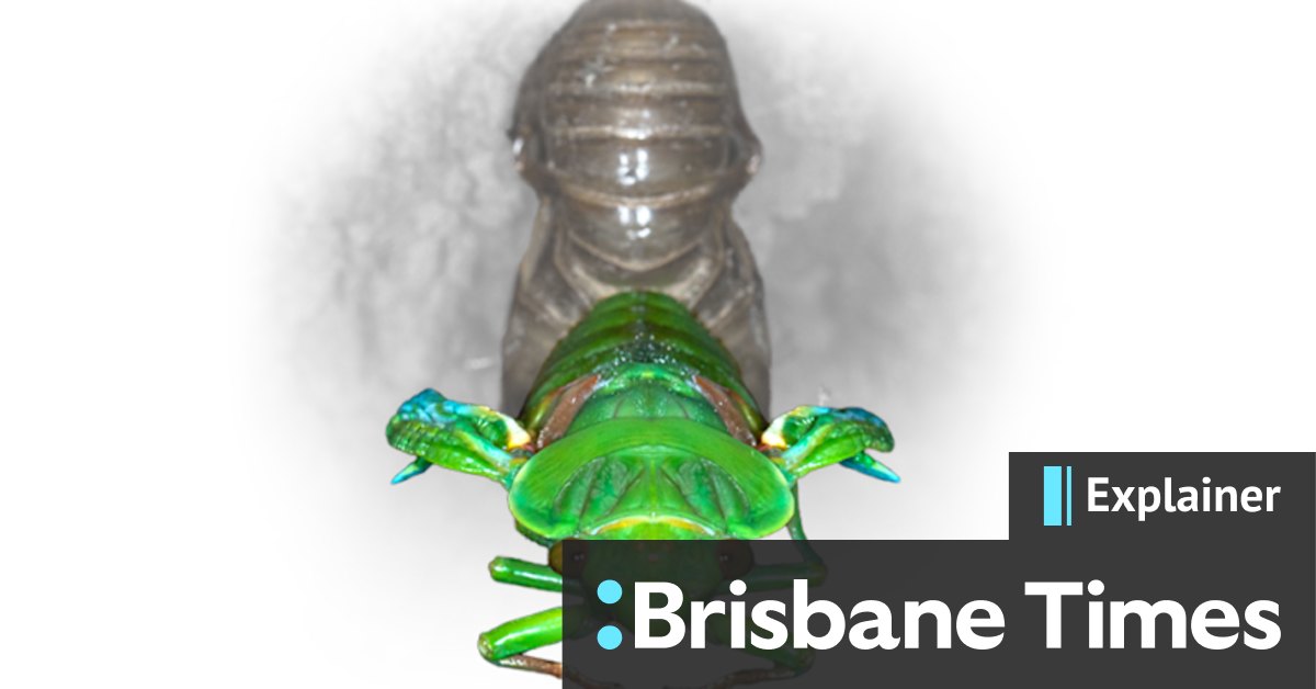 Why do cicadas make noise at dusk? - Vimarsana News
