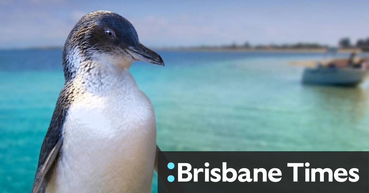 Penguin Island Discovery Centre construction could harm penguin population - Vimarsana News