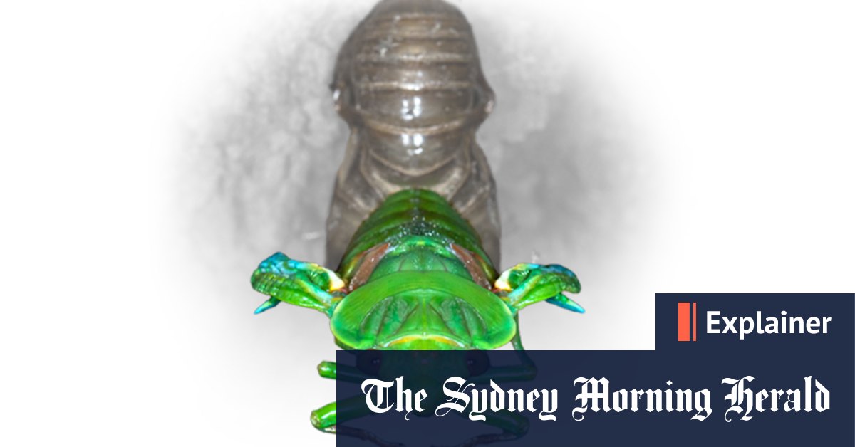 Why do cicadas make noise at dusk? - Vimarsana News