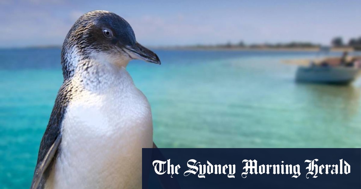 Penguin Island Discovery Centre construction could harm penguin population - Vimarsana News