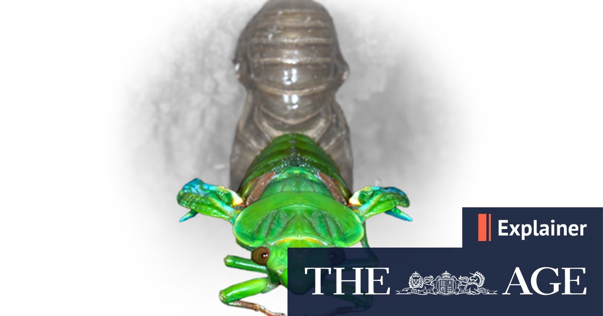 Why do cicadas make noise at dusk? - Vimarsana News