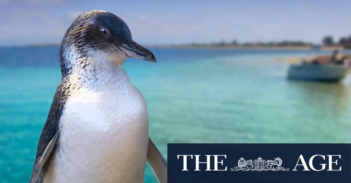 Penguin Island Discovery Centre construction could harm penguin population - Vimarsana News