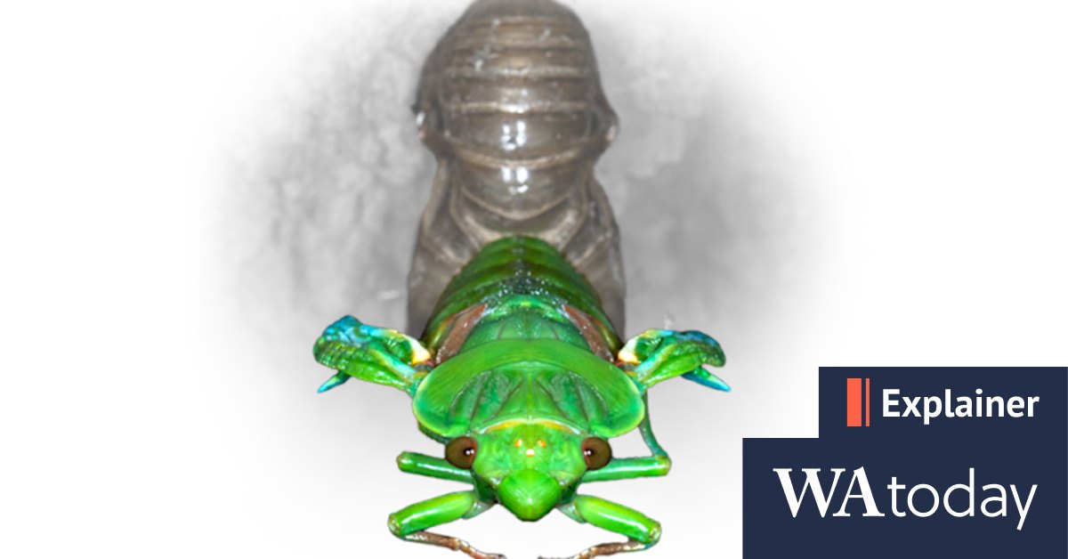 Why do cicadas make noise at dusk? - Vimarsana News