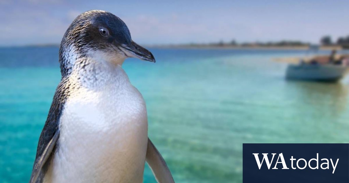 Penguin Island Discovery Centre construction could harm penguin population - Vimarsana News