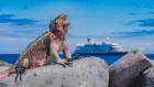 The Santa Maria II drifts behind one of the thousands of iguanas on the Galápagos Islands.