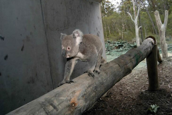 A koala using an underpass crossing in Queensland.