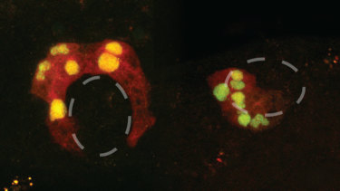 Normal sea squirt muscle cells form a ring shape (left), but after “boss gene” intervention (right), the cells cluster quite differently.