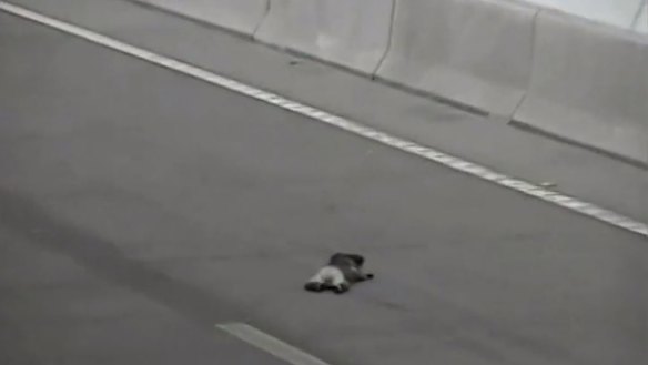 An injured koala is seen stuck on the St Helena tunnel moments before it is run over by a truck. 