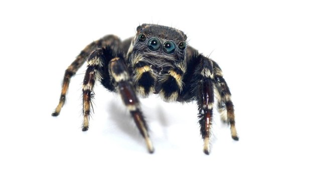 Jotus karllagerfeldi, a new type of brushed jumping spider discovered in Queensland