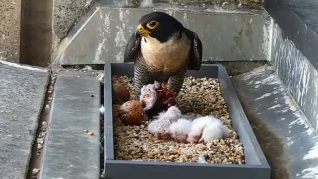 New hatchlings having their first feed on Friday. 