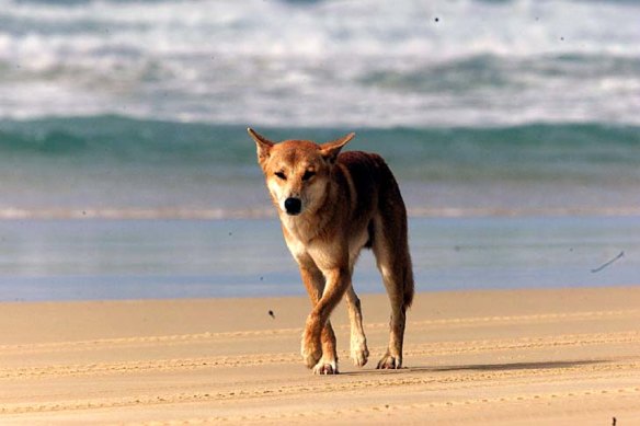 A dingo walks on the beach on the ocean side of Fraser Island in this file image.