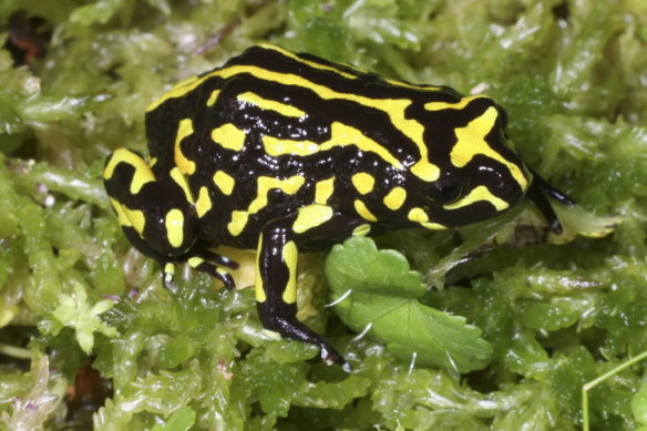 The northern corroboree frog is classified as critically endangered by both the Commonwealth and NSW governments. Amphibians have the most species threatened with extinction, the IUCN says.