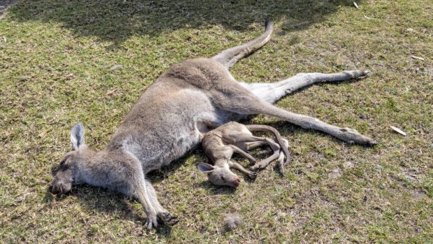 A dead kangaroo and its dead joey after the attack. 