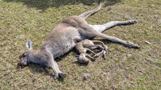 A dead kangaroo and its dead joey after the attack. 