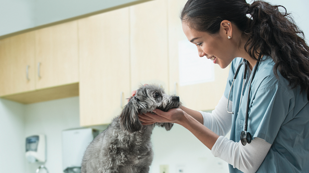 Giving dogs supplements can boost their health and support common joint problems. 
