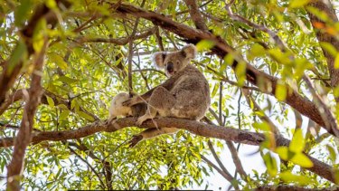 Since mid-2020, councils no longer have control of koala populations in south-east Queensland.