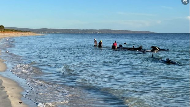 Mass casualties: 160 whales in beach stranding in WA’s south-west