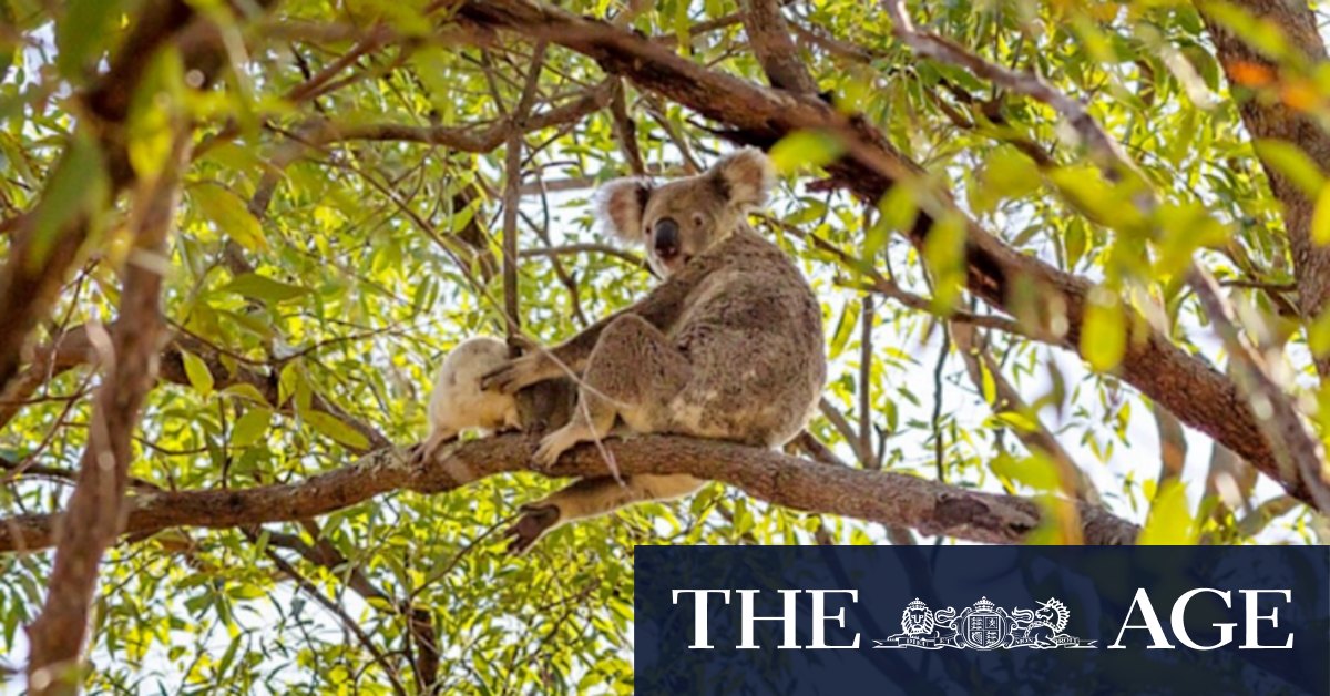 Stable population is key to saving our declining wildlife - Vimarsana News